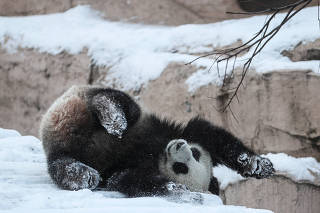 Giant panda Ding Ding is seen at a zoo in Moscow