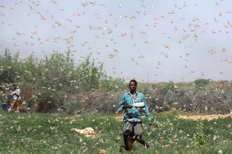 Um fazendeiro na Somália anda em campo infestado por gafanhotos 

