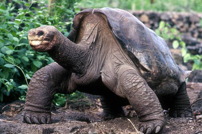 Tartaruga parente de George Solitário é encontrada em Galápagos