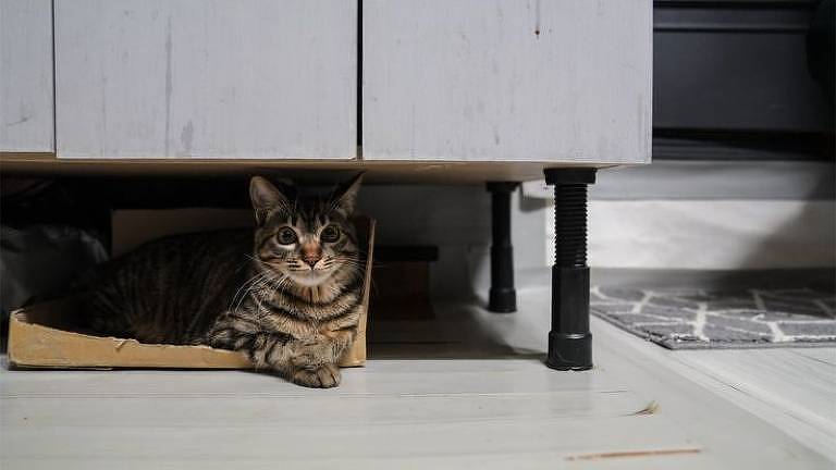 Moradores dos apertados banjiha têm que conviver com nível de umidade elevado