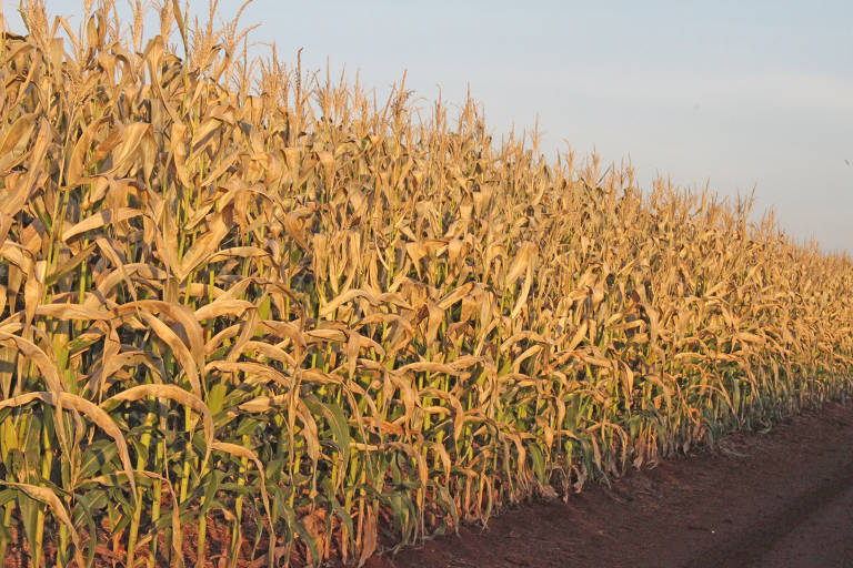 Geada afeta lavoura de milho no norte do Paraná; milho está entre os produtos mais exportados pelo Brasil