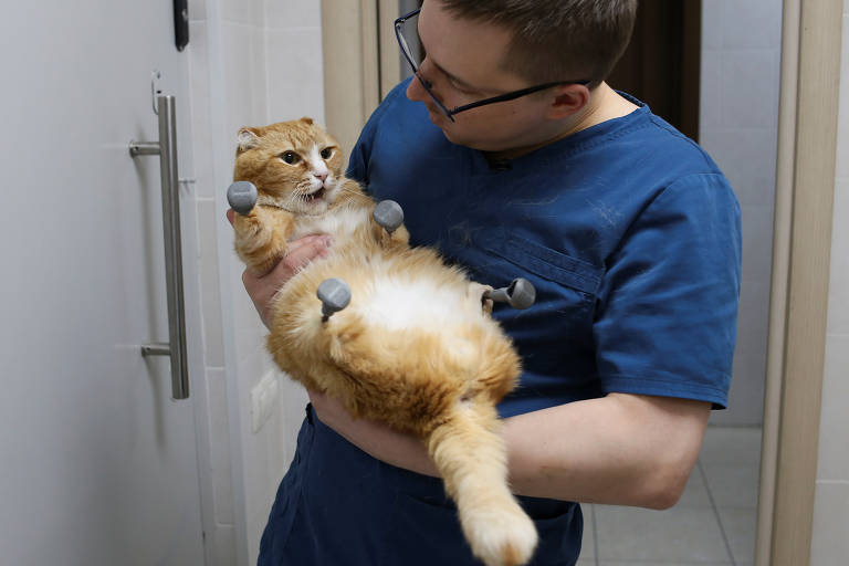 Gato que perdeu patas na Sibéria ganha próteses