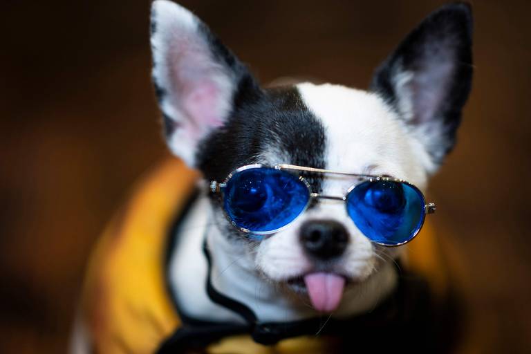 Cachorro participa do 17º New York Pet Fashion Show em Nova York