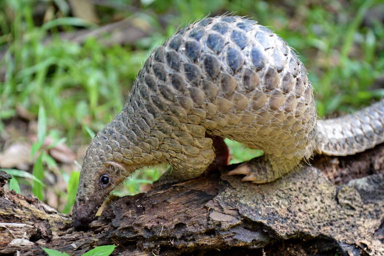 Pangolim cheira a terra. Tem a cabeça pequena, em formato alongado, corpo com escamas e garras nas patas, além de uma cauda. 