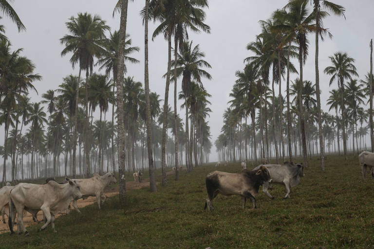 Fazenda de Leandro Guimarães, um dos locais onde se escondeu Adriano Nóbrega, ex-capitão da PM acusado de comandar a mais antiga milícia do Rio