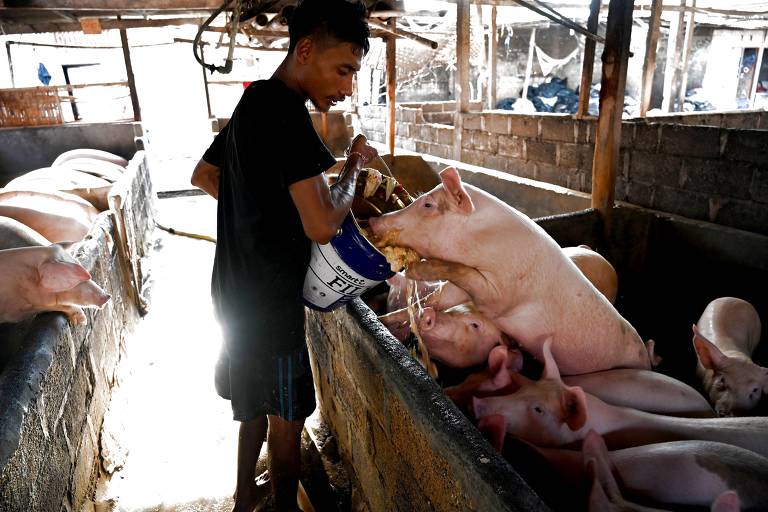 Trabalhador rural alimenta porcos em Denpasar, Indonésia, país afetado pela peste suína africana