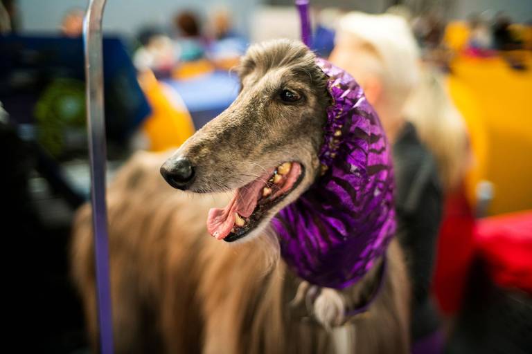 144º Westminster Kennel Club Dog Show