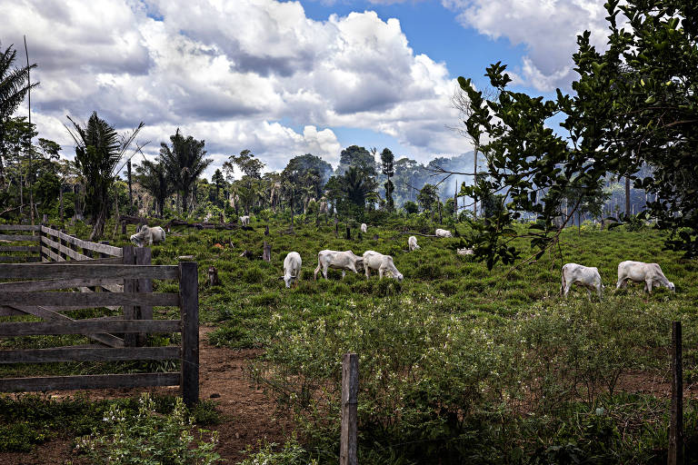 Cultura de gado e florestania