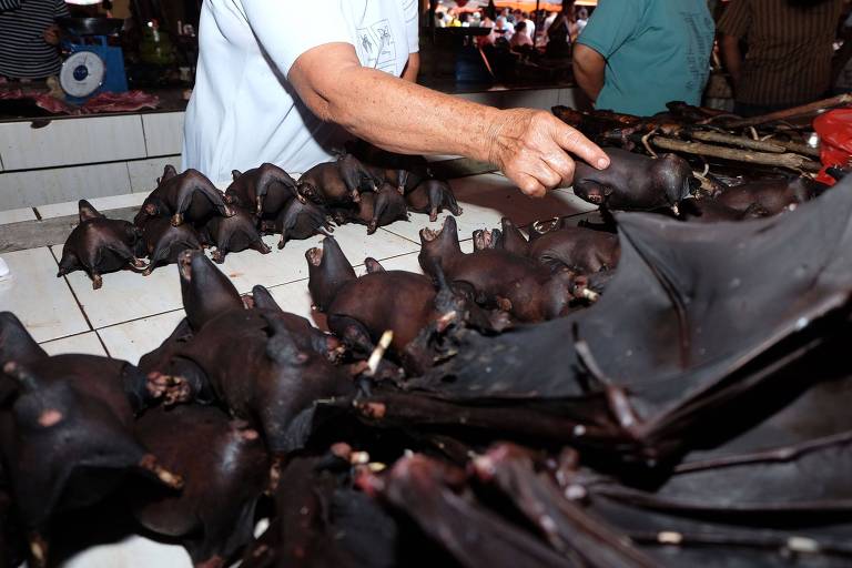 Vendedor de morcego no mercado na ilha de Sulawesi, na Indonésia 