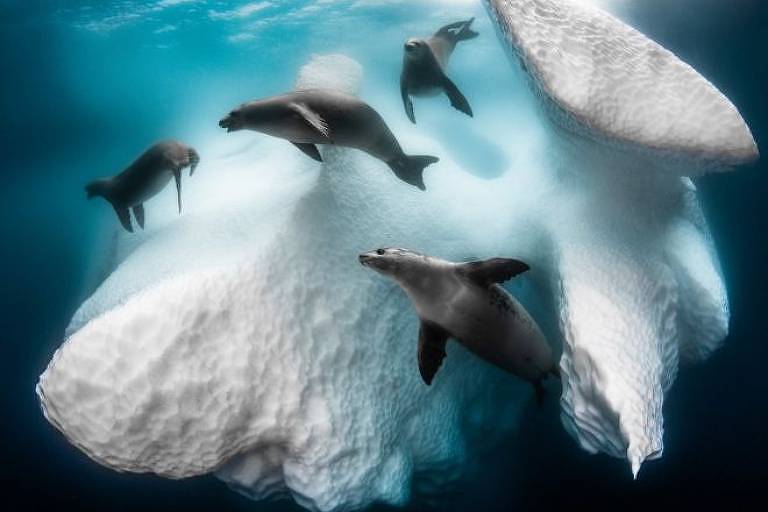 O fotógrafo Greg Lecoeur venceu o principal prêmio com a imagem Frozen Mobile Home ('Casa móvel e congelada', em português), que mostra focas em torno de um iceberg