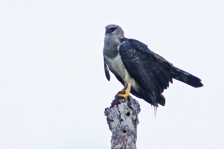 A ave Uiraçu, com penas brancas na parte superior e brancas na inferior, observa o horizonte enquanto descansa em um resto de árvroe