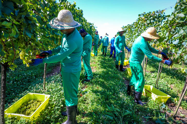 Colheita da uva; Rio Grande do Sul tem 750 vinícolas