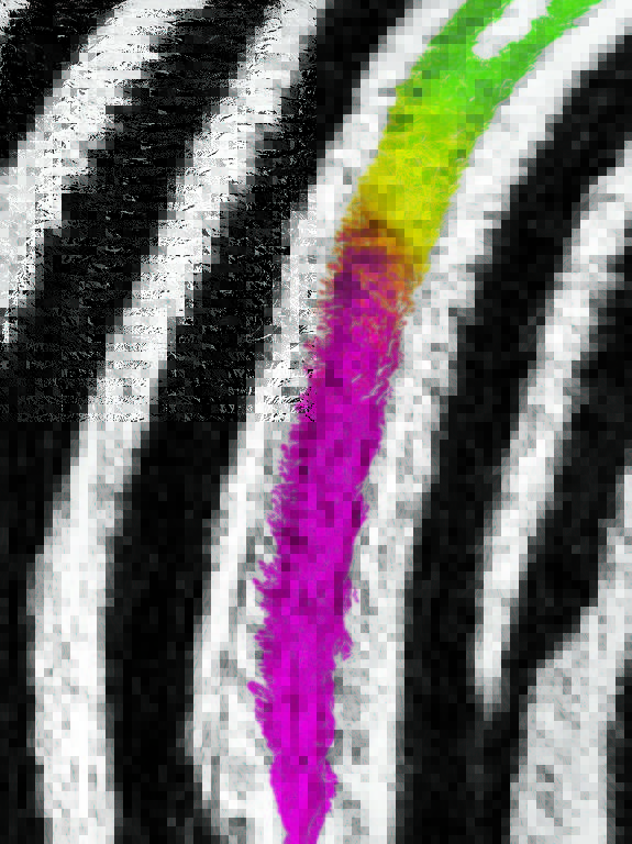 Detalhe de pelagem de zebra, com uma das listras pintada de rosa, amarelo e verde em degradê 