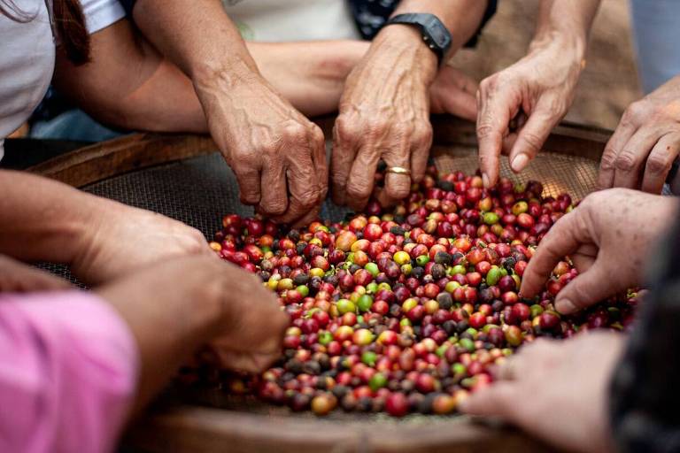 Em tempos de preços elevados, importador de café reexporta mais
