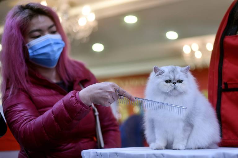 Público de exposição de gatos no Vietnã usa máscara contra coronavírus