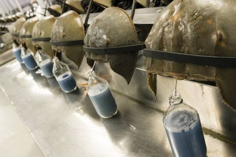 Um litro de sangue de caranguejo-ferradura pode ser vendido por US$ 15 mil