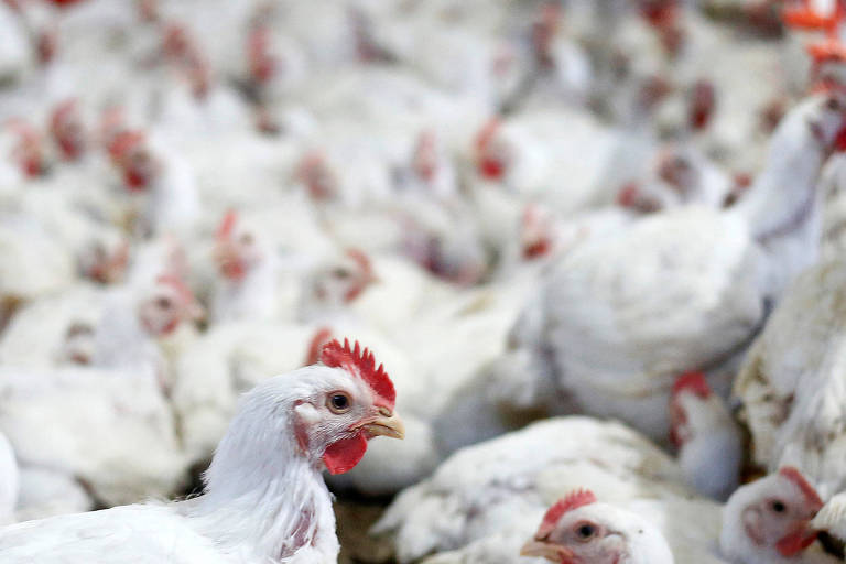 Surto de gripe aviária causaria prejuízo de R$ 22 bilhões ao Brasil, diz estudo
