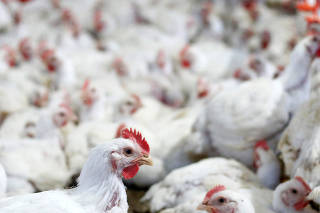 Chicken are pictured at a poultry factory in Lapa city