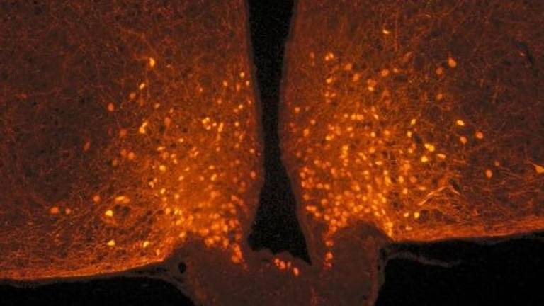 Os astrócitos cobrem os neurônios POMC antes de uma refeição, mas eles se retiram após a pessoa se alimentar, produzindo assim uma sensação de saciedade
