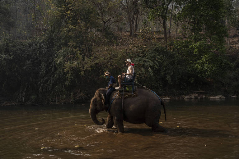 Coronavírus abala turismo na Tailândia e põe futuro de elefantes em risco