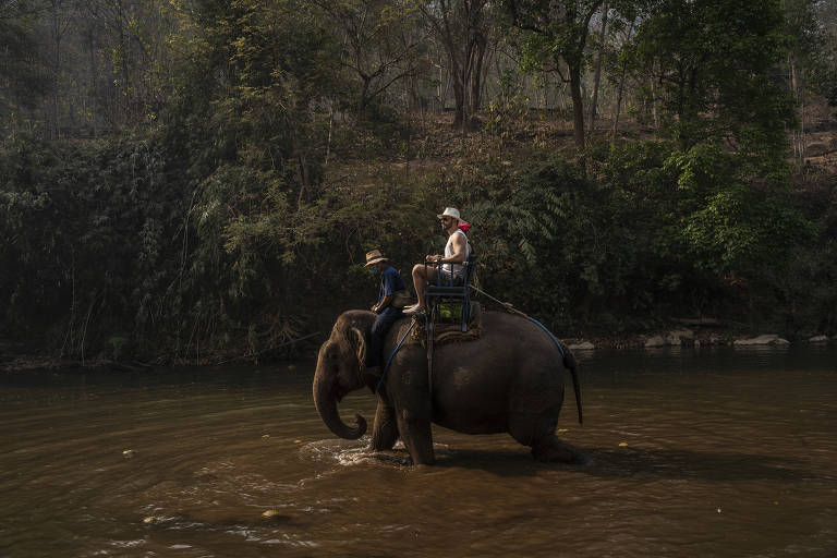 Coronavírus abala turismo e deixa elefantes sem trabalho na Tailândia