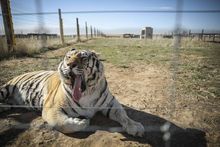 Chimpanzé resgata tigre em piscina de reserva de personagem de 'Tiger King