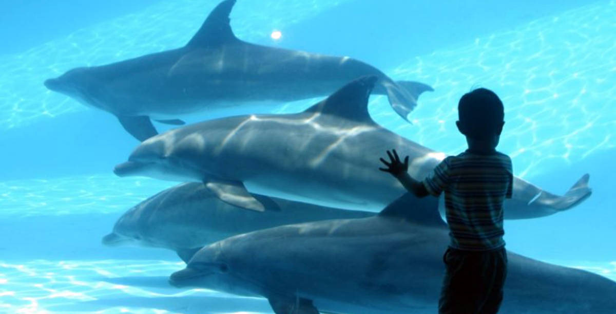 Dolphins can scream underwater – 01/16/2023 – Science