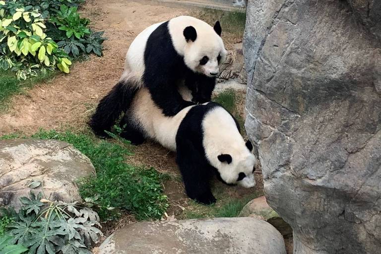 Pandas Ying Ying e Le Le acasalam pela primeira vez em zoo de Hong Kong