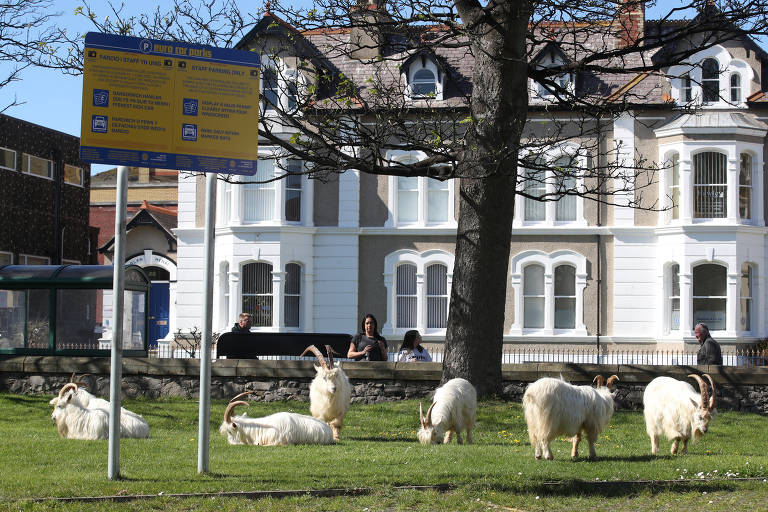 Rebanho de cabras é visto em praça da cidade de Llandudno, no País de Gales, Reino Unido