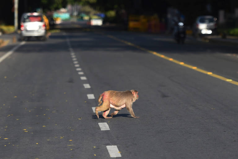 Macaco cruza uma rua em Nova Déli, na Índia; seus mais de 20 milhões de habitantes estão sob quarentena desde 24.mar.20, assim como o resto do país