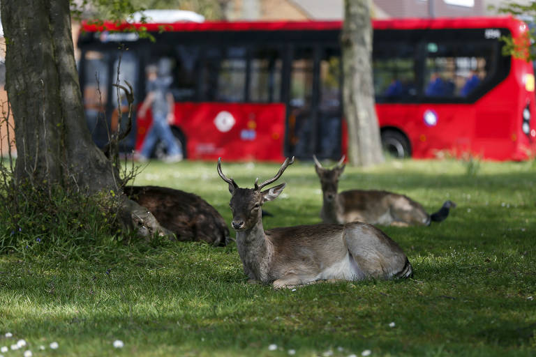 Veados descansam em gramado de área residencial na região leste de Londres, no Reino Unido