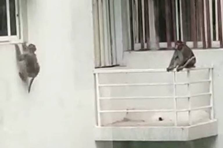 Macaquinhos se preparam para pular na piscina em condomínio na Índia