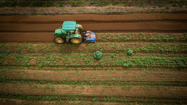 Trator destrói horta de coentro no Sítio Hagio na região de Jundiapeba