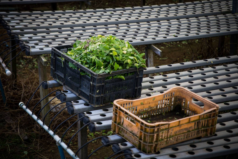 Sítio Haggii na região de Jundiapeba. Os produtores do cinturão verde paulista estão descartando hortaliças por causa da crise econômica causada pelo coronavírus