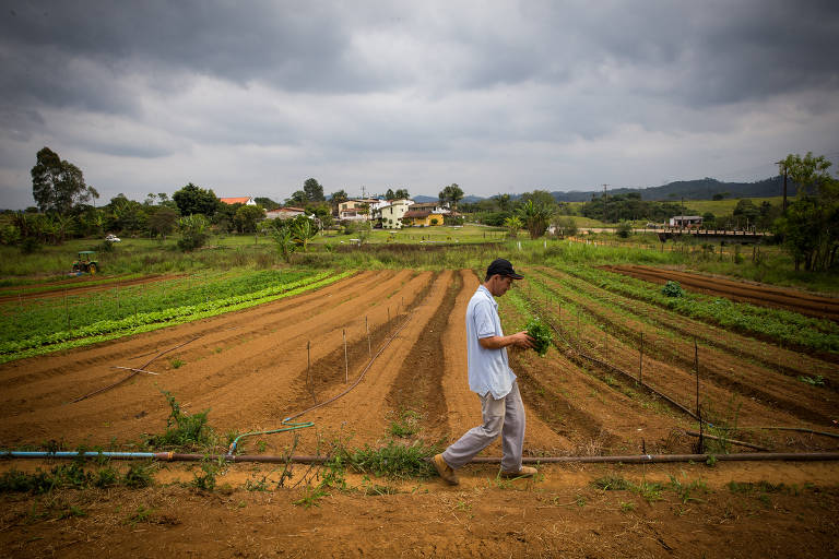 Vagner Hagio, 38, produtor do Sitio Hagio, na região de Jundiapeba, com coentro, produto descartado