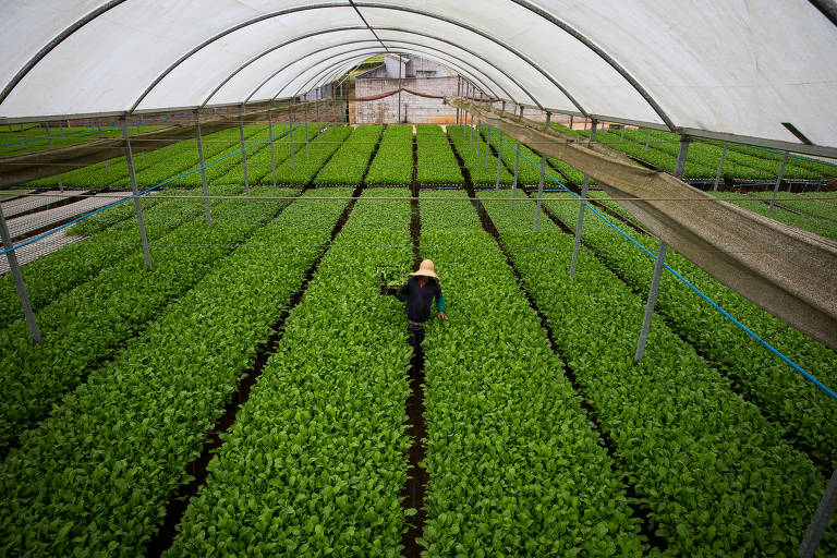 Trabalhador em horta de rúcula hidropônica, no Sítio Haggii, na região de Jundiapeba