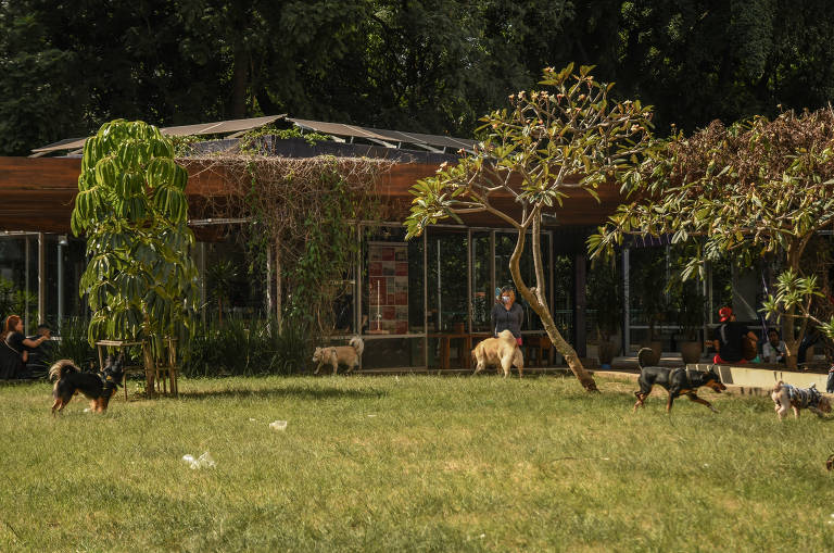 Com Minhocão fechado, cachorros se divertem na praça Roosevelt, no centro de SP na tarde desta terça-feira (21)
