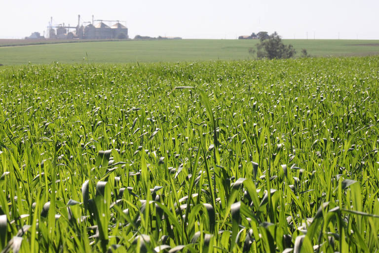 Plantação de trigo no norte do Paraná