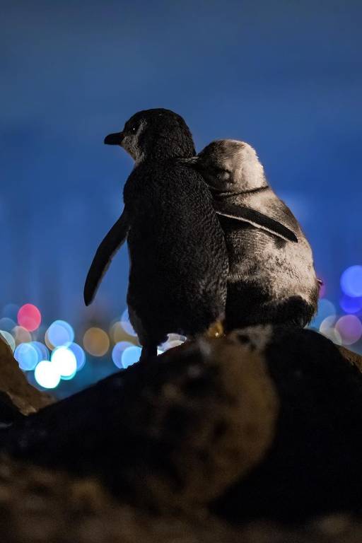 Dois pinguins tentando subir uma montanha e falhando