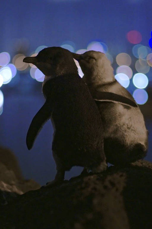 Dois pinguins tentando subir uma montanha e falhando