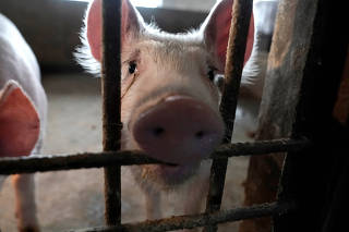Two surviving pigs are pictured in a pigpen at a village in Henan province