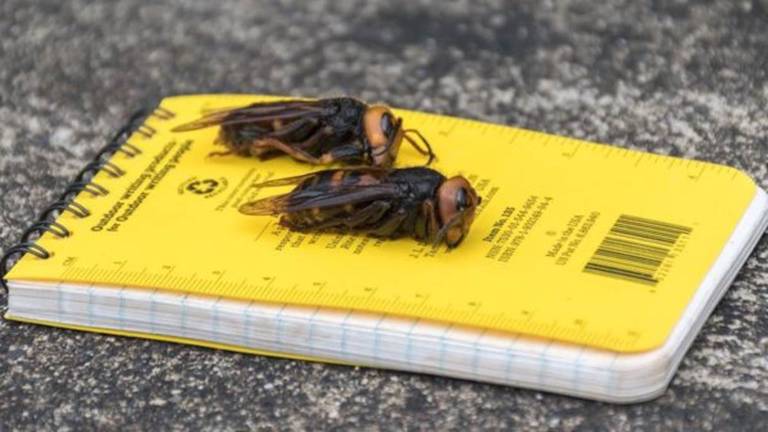 'Se encontrá-las, corra e nos chame!': cientistas nos EUA alertam para chegada de 'vespas assassinas'
