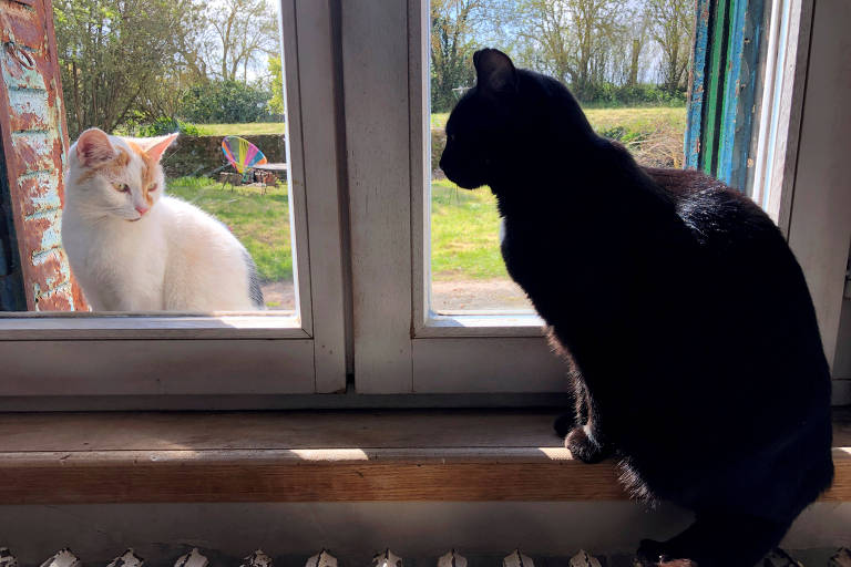 Gatos separados por uma janela, na França