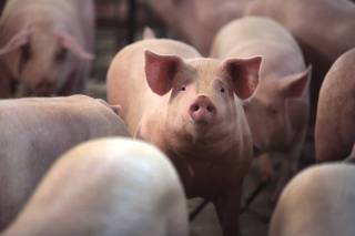 Nation's Pork Production Reportedly Down 50% Growing Fears Of Meat Shortages