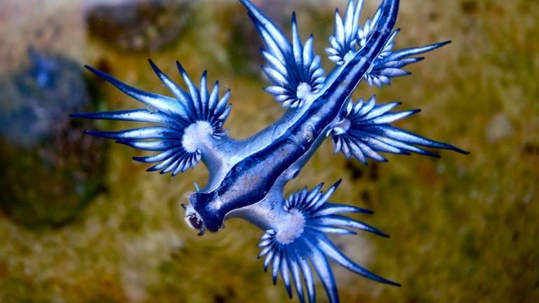 Imagens do Dragão Azul (Glaucus atlanticus)