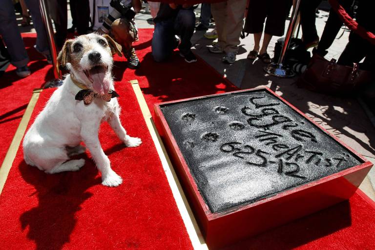 Uggie, famoso cachorro do filme 'O Artista', ganha prêmio em Cannes