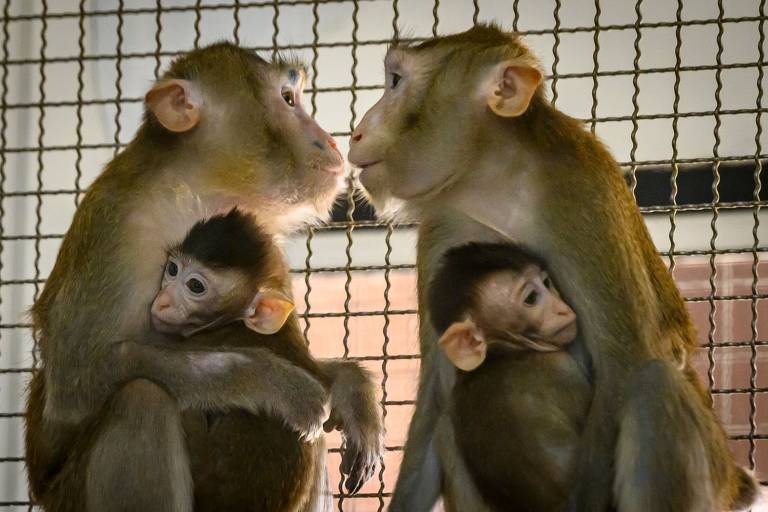 Macacos-de-cauda-longa no centro de criação de macacos do Centro Nacional de Pesquisas em Primatas da Tailândia, na Universidade Chulalongkorn