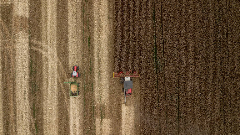 Colheita de milho na zona rural de Planaltina, região administrativa do DF