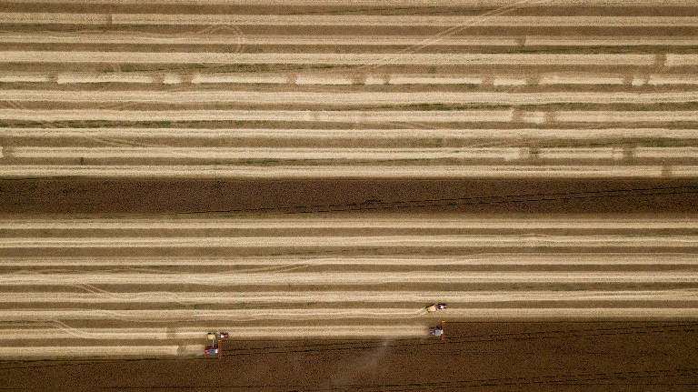 Colheita de milho na zona rural de Planaltina, região administrativa do DF