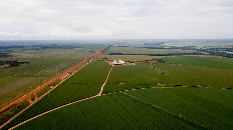 Plantação de milho na zona rural de Planaltina, região administrativa do DF